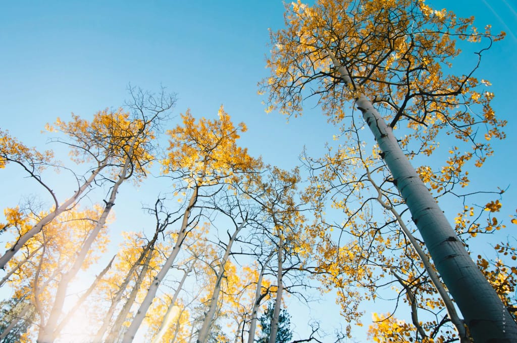 TEMPORALVISTAS22.JPG