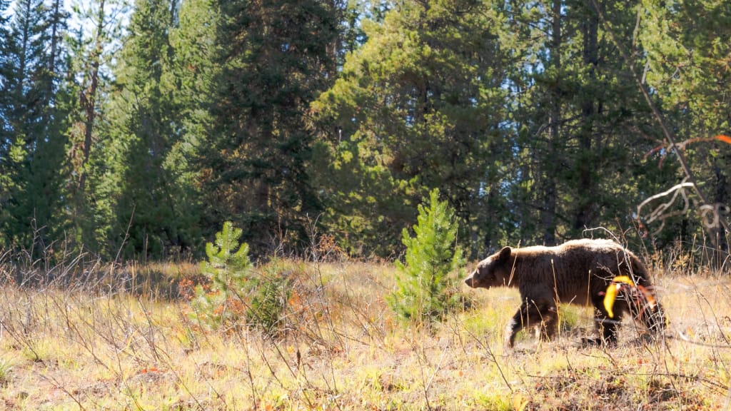 WILDBESTIARY07.JPG